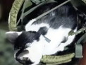 Боец из Бийска прошел трудности спецоперации вместе с котом Ксероксом