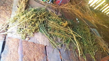 Полицейские Белокурихи изъяли более трёх килограммов марихуаны у сельчанина