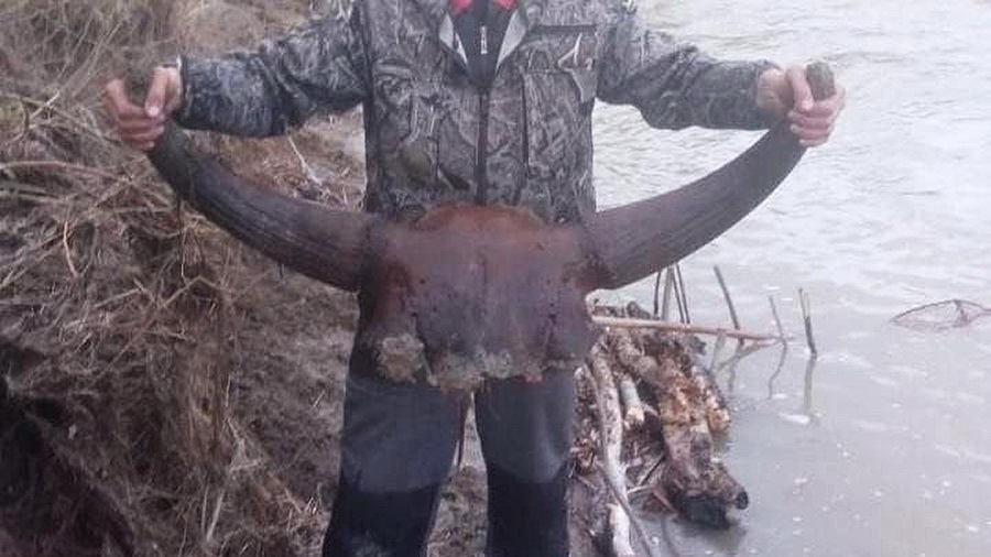 В Алтайском крае рыбаки нашли череп древнего бизона