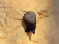 В Алтайском крае обнаружили новый вид птиц - краснокрылого стенолаза