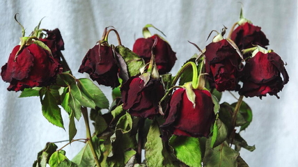 В Алтайском крае магазин оштрафовали на 22 тысячи рублей за несвежий букет роз