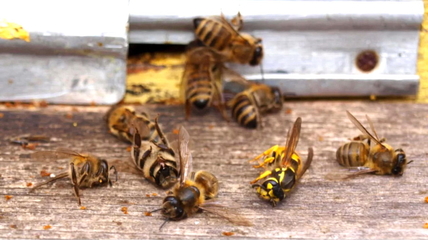 В Алтайском крае суд взыскал с фермера 7 млн рублей за массовую гибель пчёл