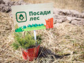 У жителей Белокурихи снова есть возможность присоединиться к акции «Посади лес»