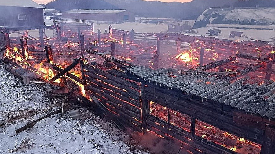 Десятки коров и телят погибли на пожаре в Усть-Канском районе Республики Алтай