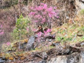 Медведи и цветущий маральник. Потрясающий кадр из Алтайского заповедника