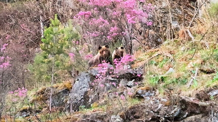 Медведи и цветущий маральник. Потрясающий кадр из Алтайского заповедника