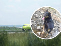 У жительницы Белокурихи сбежала собака во время посадки на самолет в Новосибирске