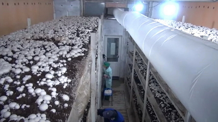В Алтайском районе появилась новая грибная ферма