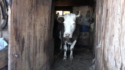 Фермеры Алтайского края избавляются от коров из-за резкого подорожания кормов