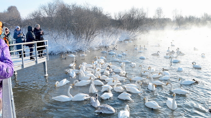 В Алтайском крае обновят дорогу к озеру Светлое, где зимуют лебеди