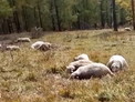 Ударом молнии разом убило стадо из 40 овец в Горном Алтае (видео)