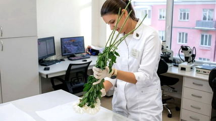 В Алтайский край привезли китайские хризантемы с опасной «ржавчиной»