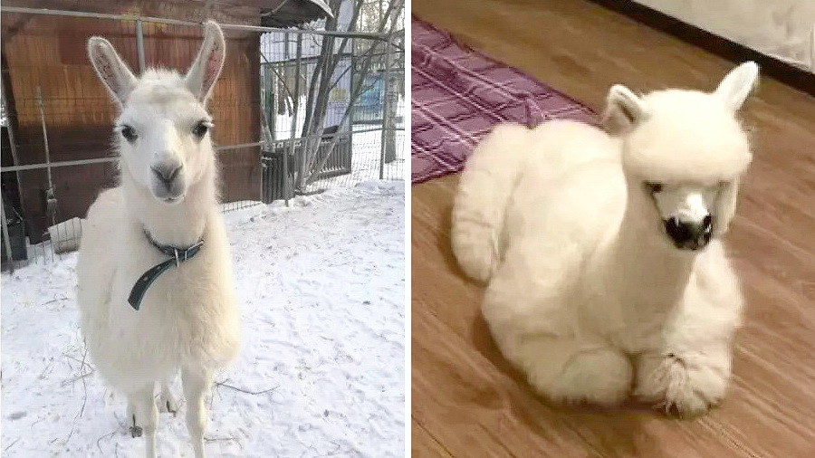 В Белокурихе продают необычных питомцев - малыша ламы и альпака
