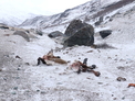 На Алтае участились случаи нападений снежных барсов на скот