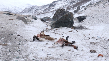 На Алтае участились случаи нападений снежных барсов на скот