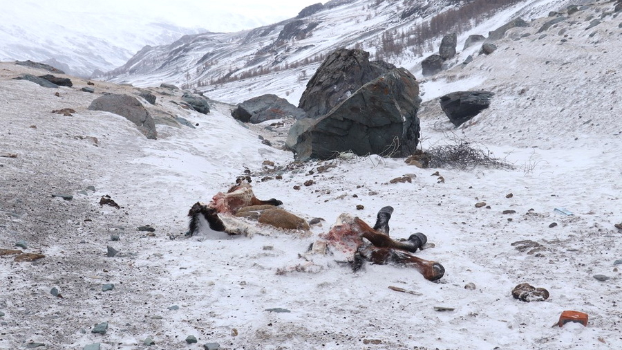 На Алтае участились случаи нападений снежных барсов на скот