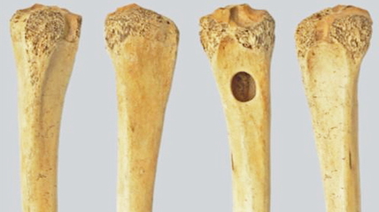 Российские и польские археологи нашли на Алтае древние «подгузники» из костей косули