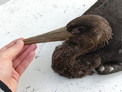 В Алтайском крае спасли птенца краснокнижного черного аиста