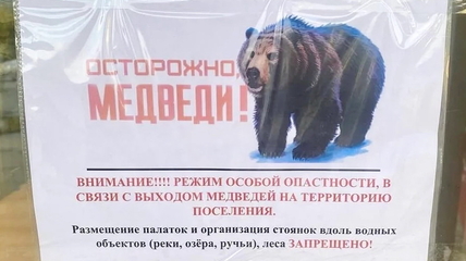 В Артыбаше медведь-людоед едва не растерзал ещё одну женщину в день гибели туристки