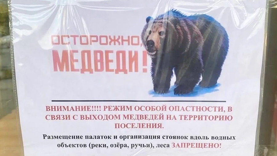 В Артыбаше медведь-людоед едва не растерзал ещё одну женщину в день гибели туристки