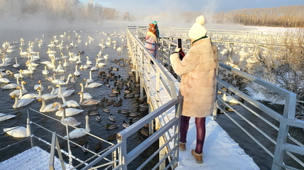 Вокруг лебединого заказника построят новые объекты инфраструктуры