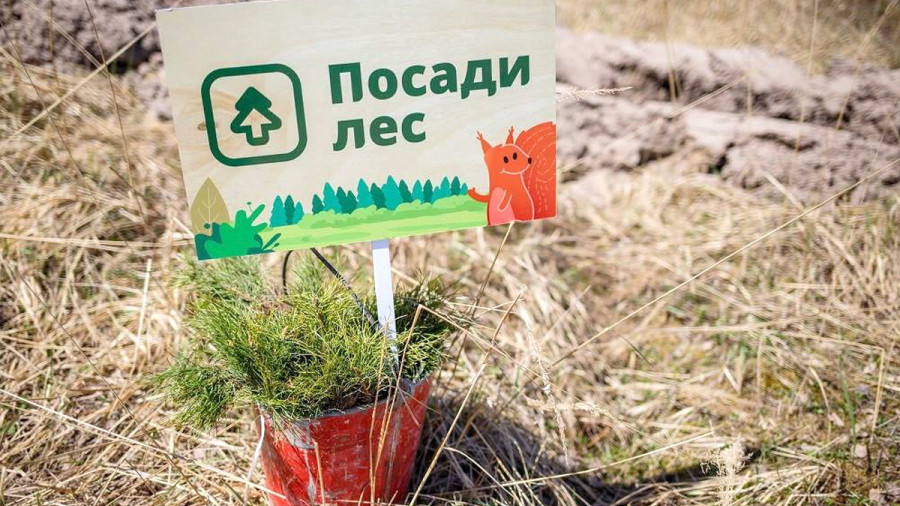 У жителей Белокурихи снова есть возможность присоединиться к акции «Посади лес»