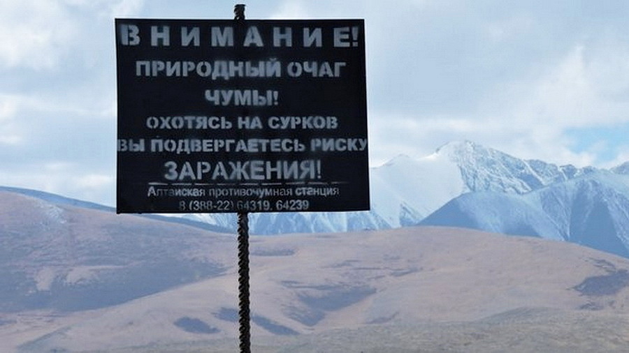 Ситуация с чумой в Монголии на границе с Горным Алтаем стабилизировалась