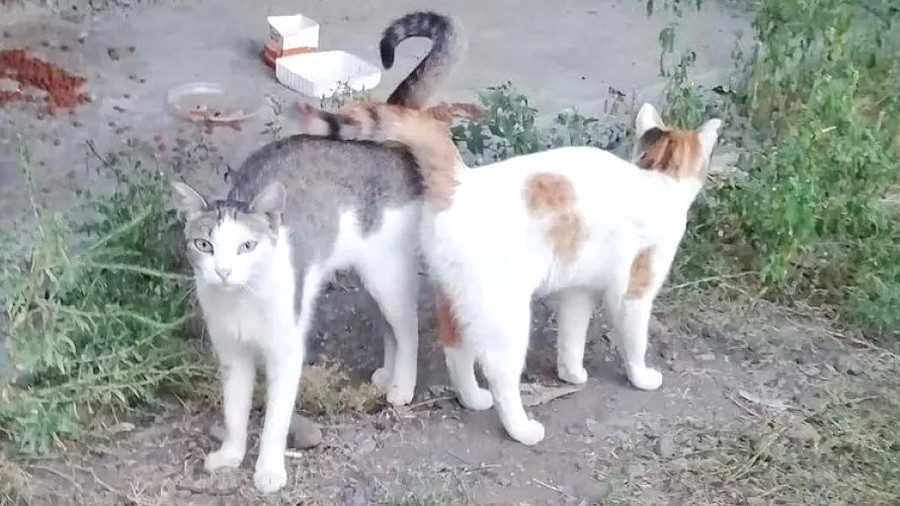 Жители Белокурихи и Бийска пожаловались на кормильцев подвальных кошек