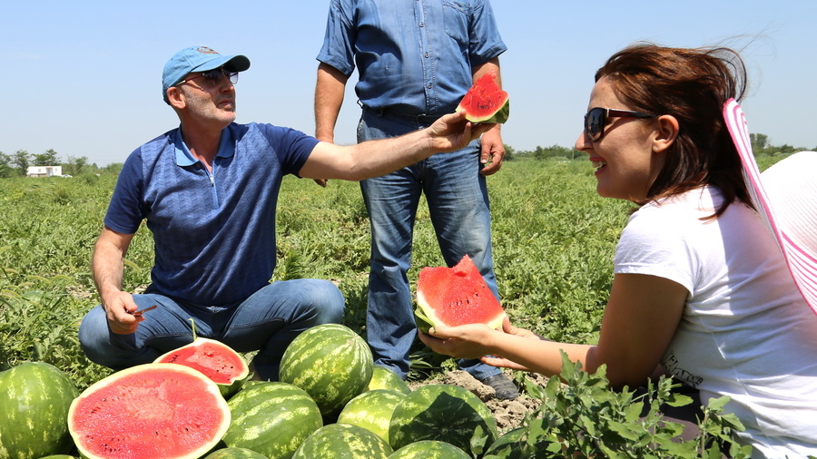 В Алтайском крае арбузы и овощи начали собирать на месяц раньше обычного