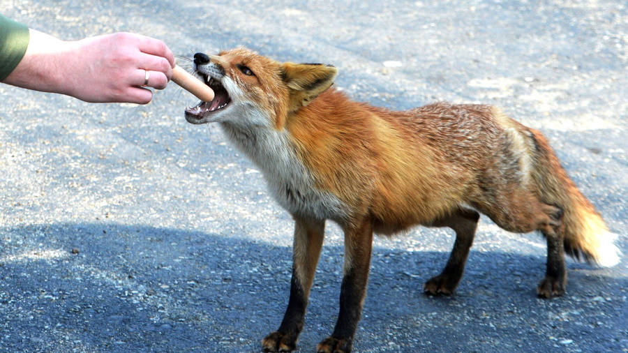 Биолог рассказала, почему хитрые лисы всё чаще стали выходить к людям в Алтайском крае