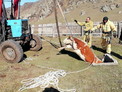 В Усть-Коксинском районе Республики Алтай спасли упавшего в выгребную яму бычка